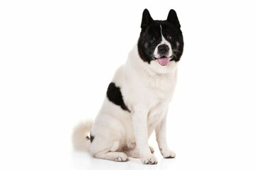 GCH Akita Male