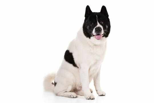 GCH Akita Male