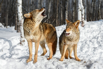 Obraz premium Coyotes (Canis latrans) Lift Heads to Howl Near Woods Winter