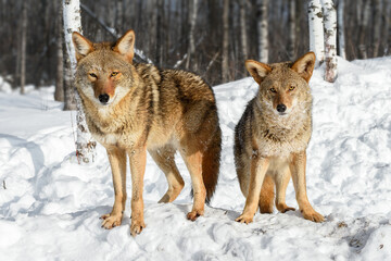 Coyotes (Canis latrans) Look Out Near Forest Ears Forward Winter