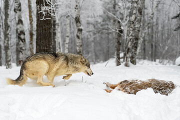 Wolf (Canis lupus) Runs Up to Body of White-Tail Deer Tongue Out Winter