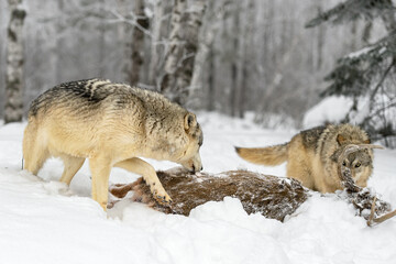 Wolf (Canis lupus) Sniffs at Body of White-Tail Deer Second Sniffs at Ear Winter