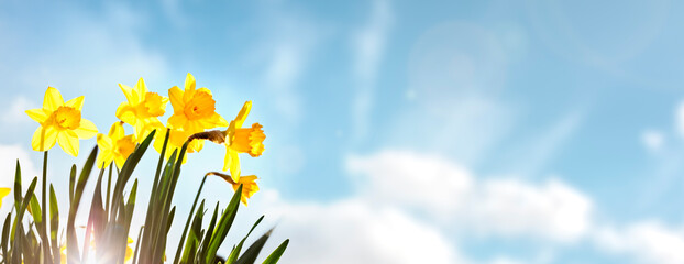 Daffodils spring flower background against a clear blue sky