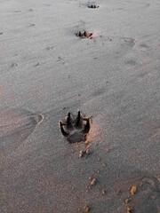 Foot prints of a dog