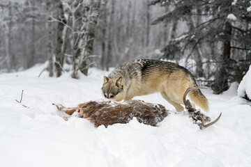 Wolf (Canis lupus) Eyes Up Over White-Tail Deer Winter