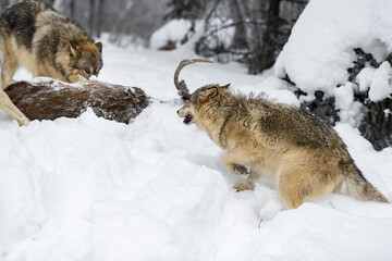Wolf (Canis lupus) Rushes Towards Packmate at Body of White-Tail Deer Winter