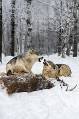 Wolf (Canis lupus) Bares Teeth at Pups Begging at White-Tail Deer Winter