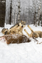 Wolf (Canis lupus) Snarls at Two Pups Pushing With Feet at White-Tail Deer Winter