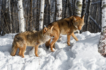 Two Coyotes (Canis latrans) Walk Up Embankment to Woods Winter