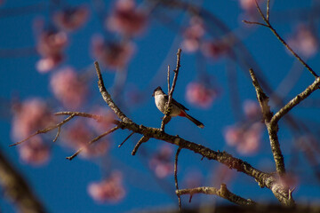 bird on a branch