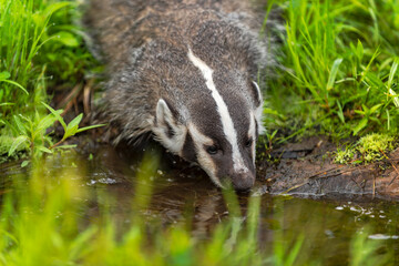 North American Badger (Taxidea taxus) Nose to Water of Small Pond Summer