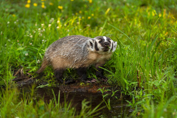 North American Badger (Taxidea taxus) Sniffs Blade of Grass Next to Small Pond Summer