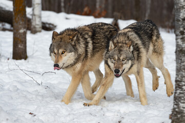 Wolves (Canis lupus) Run Together in Woods Winter