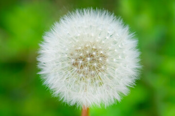 Fototapeta premium たんぽぽの綿毛