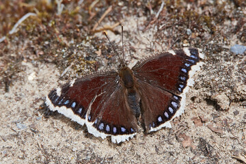 Trauermantel (Nymphalis antiopa)