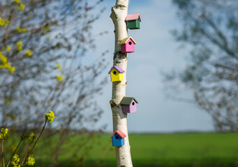 many colorful wooden bird houses hang in the park on a birch tree waiting for the arrival of...