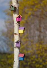 many colorful wooden bird houses hang in the park on a birch tree waiting for the arrival of migratory birds in early spring