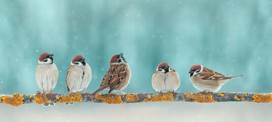 flock of sparrows small and plump birds sitting on a branch in the winter garden