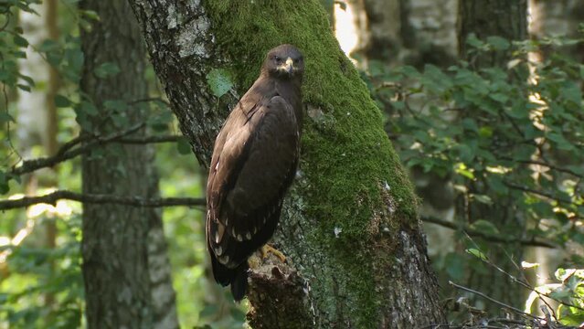 A juvenile Lesser spotted eagle Aquila pomarina sits on a branch near the nest and spreads its wings. European nature. Lesser spotted eagle in old natural forest. Eagle in the tree.