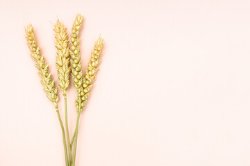 several dried spikelets on pink background close up with copyspace