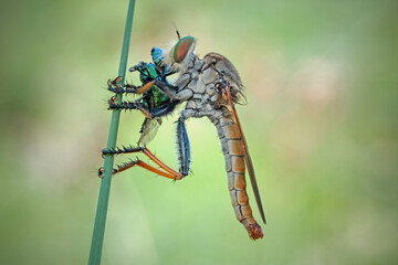 close up of robberfly with prey