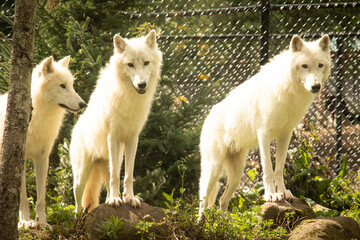 3 Artic Wolves Standing on a Rock in a Zoo