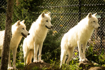 Three White Artic Wolves Looking to the Right 