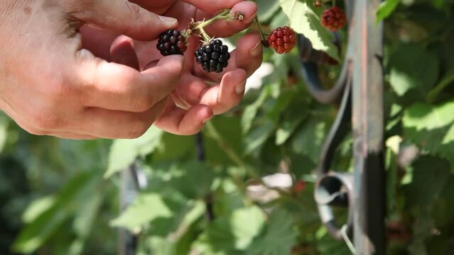 Läppchen Bilder Durchsuchen 15,104 Archivfotos, und