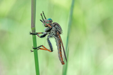 a robberfly on a leaf