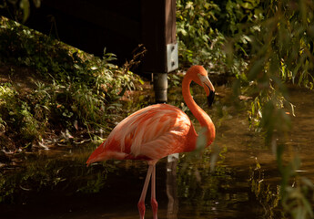 Flamingo Standing in the Water By Bushes