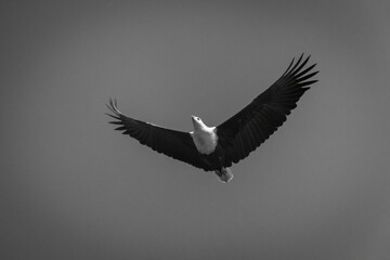 Mono African fish eagle glides through sky