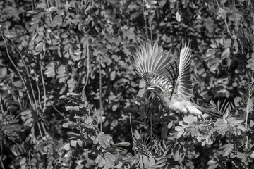 Mono African grey hornbill flies from bush