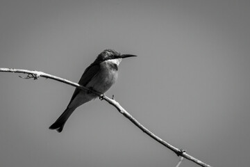Mono little bee-eater facing right on branch