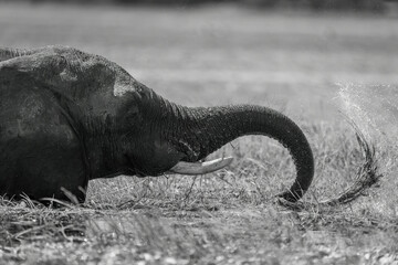 Mono close-up of African elephant washing grass