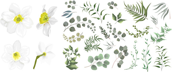 A large vector collection of flowers and plants. Juicy eucalyptus, white daffodil flower, green plants and leaves. All elements are isolated 