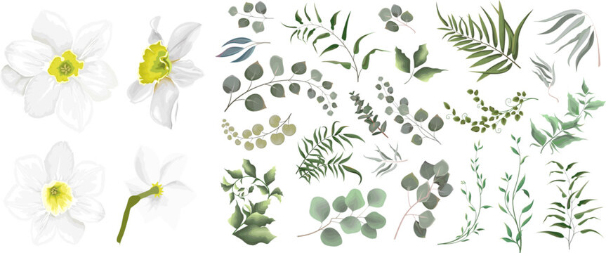 A large vector collection of flowers and plants. Juicy eucalyptus, white daffodil flower, green plants and leaves. All elements are isolated 