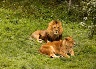 Lion and Lioness Lying in the Grass