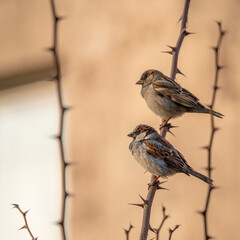 sparrow on a branch while sunset