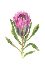 Exotic pink Protea flower. Australian botany. Poster