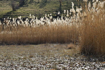 Reedland
