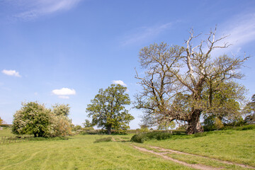 Countryside scenery in the UK.
