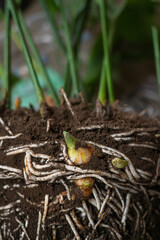 Plant and its roots growing in the ground