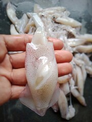 Fresh squid prepared on background