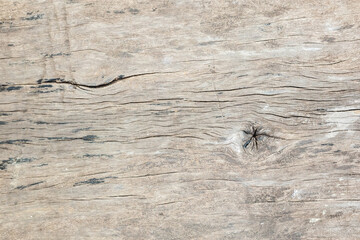 old rustic wood texture background