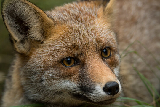 Schweigefuchs Bilder – Durchsuchen 883 Archivfotos, Vektorgrafiken und ...