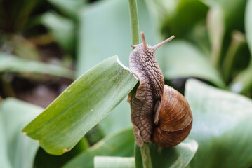 Helix pomatia also Roman snail, Burgundy snail, edible snail or escargot. Snail Muller gliding on the wet leaves. Large white mollusk snails with brown striped shell, crawling on vegetables.