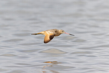 A marbled godwit (Limosa fedoa) in flight low above water.