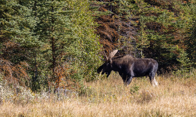 Fototapeta na wymiar Bull Moose During the Rut in Wyoming in Autumn