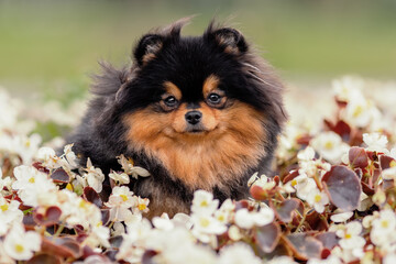 Portrait of cute pomeranian spitz dog of sable color among white flowers outdoors in summer