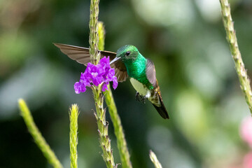 Ein fliegender Edwardamazilien Kolibri an einer violetten Blüte saugend in Bouquete in Panama